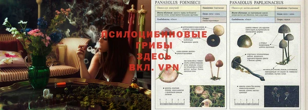 крисы Абдулино